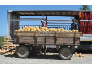 Bafra Ovası’nda Kavun Hasadına Başlandı