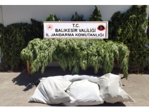 Balıkesir’de Jandarma 23 Kilo Esrar Ele Geçirdi