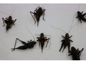 Çekirgeler Çiftçilerin Korkulu Rüyası Oldu