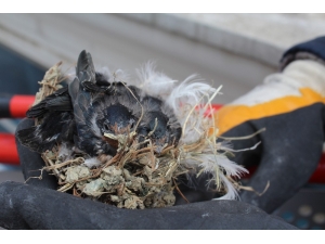 Kuşun Yuvasını Esnafın Dikkati Kurtardı