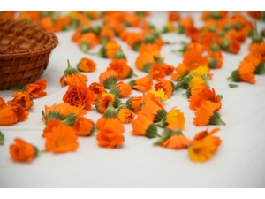 Tıbbi Bitki Toplama Eğitimleri Başladı