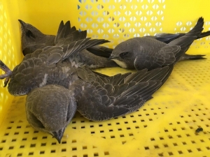 Bitkin Düşen Ebabil Kuşları Tedavi Altına Alındı