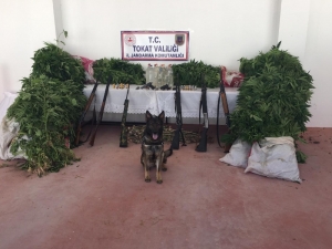 Tokat’ta Mısır Tarlasında Kenevir Operasyonu