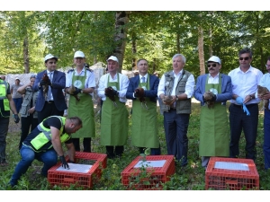 Sinop’ta Doğaya Sülün Salındı