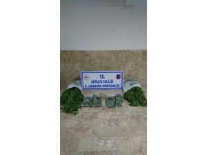 Jandarmadan Kenevir Operasyonu