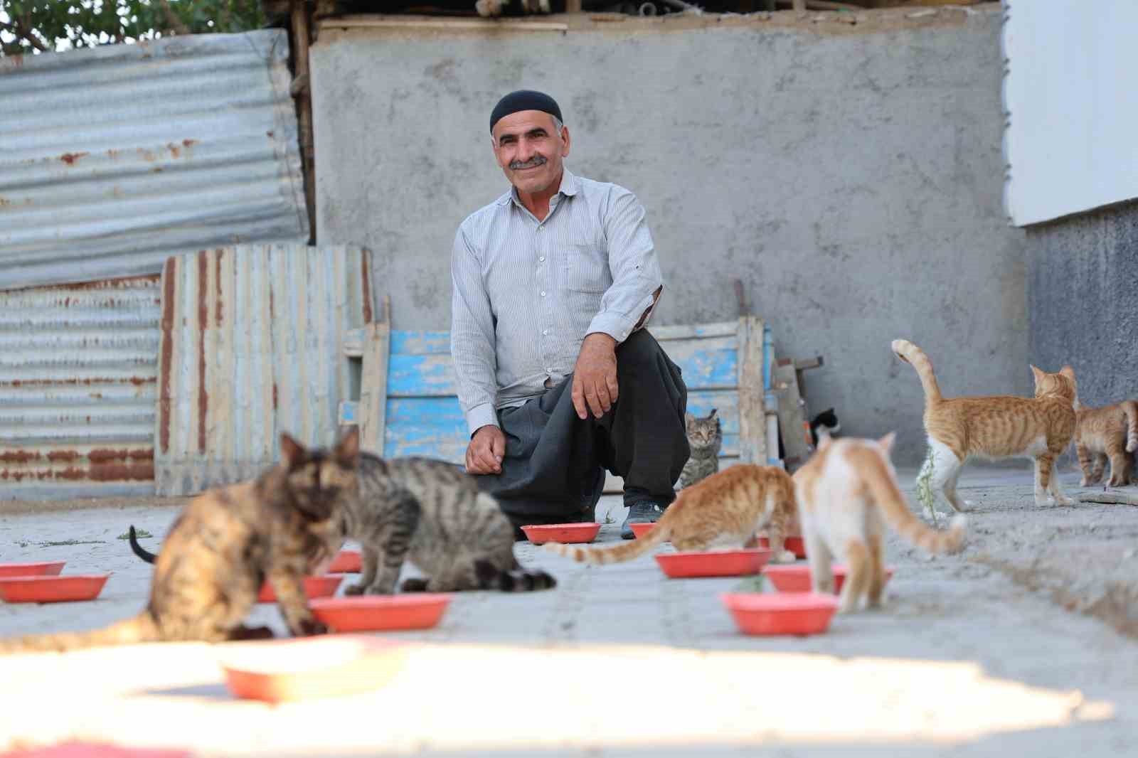 62-yasinda-her-aksam-50-kediyi-evinin-bahcesinde-agirliyor