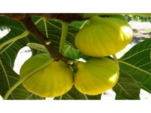 İncir, Orman Ağacı Kapsamına Alındı