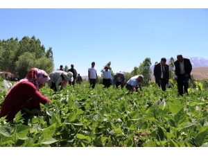 Gevaş Fasulyesinin İlk Hasadı Yapıldı