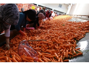 Havucun Merkezi Konya’da Hasat Yapılıyor