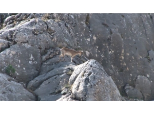Nesli Tükenmekte Olan Dağ Keçileri Elazığ’da Görüntülendi