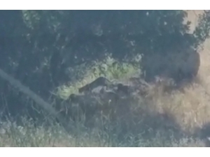 Tunceli’de "Leopar" Heyecanı