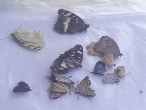 Profesörler Yurt Dışına Kaçırmak İsterken Yakalandı