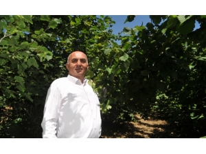 Güral: ”Fındık Üreticisi Ve Ülke Kazanan Taraf Olacak”