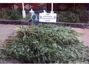 77 Yaşındaki Şahıs Kenevir Operasyonunda Gözaltına Alındı