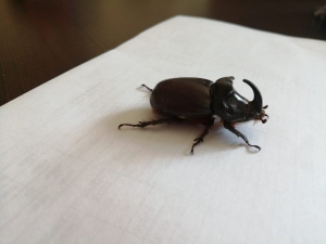 Yetkililerden Gergedan Böceği Uyarısı!