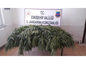 Jandarma Bahçeye Ekili 35 Kök Kenevir Ele Geçirdi