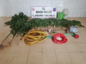 Kenevirleri Sularken Suçüstü Yakalandı