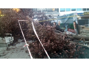 Başkent’te Fırtına Ağaç Devirdi, 3 Kişi Yaralandı
