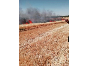 Biçerdöverden Çıkan Yangın Ekinleri Kül Etti