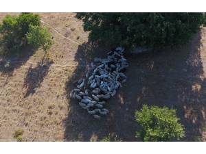 Kayıp Hayvanlar Drone’la Bulundu
