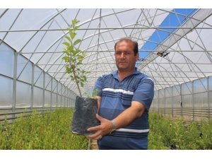 Yok Olma Tehlikesi Bulunan Meyveler Artık Koruma Altında