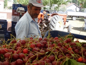 Belediye Başkanlarından Vişne Fiyatına Tepki