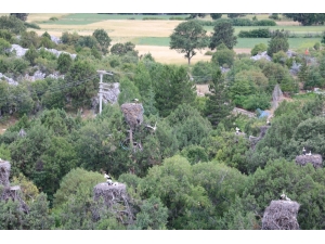 Leylekler Vadisi’nde Artık Leylekler Elektrik Tellerine Takılarak Ölmeyecek