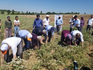 Denizlili Çiftçiler Kekik Üretiminden 90 Milyon Tl Kazanacak