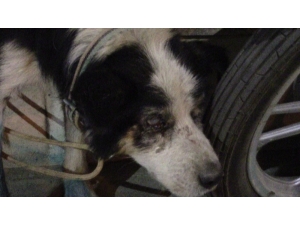 Yaralı Kedi Ve Gözleri Görmeyen Köpek Tedavi İçin İstanbul’a Gönderildi