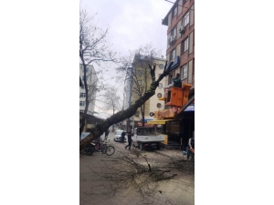 İzmit’te Tehlike Saçan Ağaca Müdahale