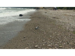 Akçakoca’da Sahile Vuran Mayın Tetikleyici Korkuttu
