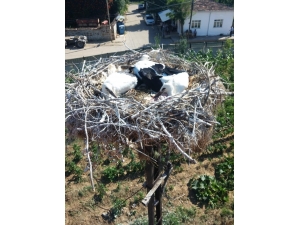 Mahsur Kalan Leylekleri Tredaş Ekipleri Kurtardı