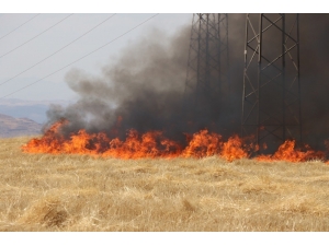 Siirt’te 2 Ayrı Tarlada Çıkan Yangında 100 Dönüm Arazi Kül Oldu