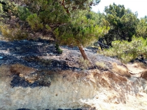 Çocukların Attığı Maytap Orman Yangınına Neden Oldu