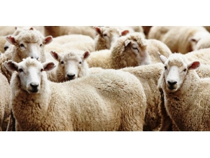 Üniversiteli Kurbanlıklar Görücüye Çıktı