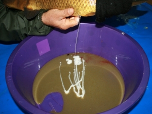 Anaç Sazan Balıklarından Keçi Gibi Balık Sağımı