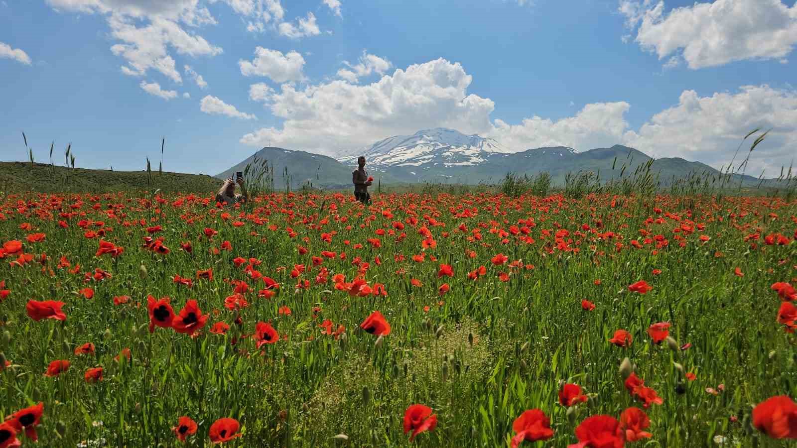 bitlis-in-adilcevaz-ilcesinde-gelincik-ve-karin-buyuleyici-bulusmasi