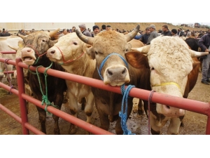 Ot Tüketen Hayvanlarda Görülen Hastalık: Şarbon