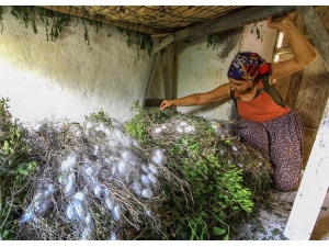 İlk Koza Üretiminin Heyecanı Yaşadılar