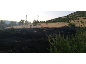 Yangın Ormana Sıçramadan Söndürüldü