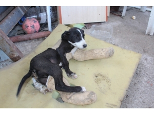 İnsanlık Hala Ölmemiş Dedirtti