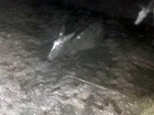 Bataklığa Saplanan Eşek Kurtarıldı