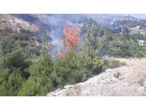 Zeytinlikte Başlayan Yangın Ormana Sıçradı