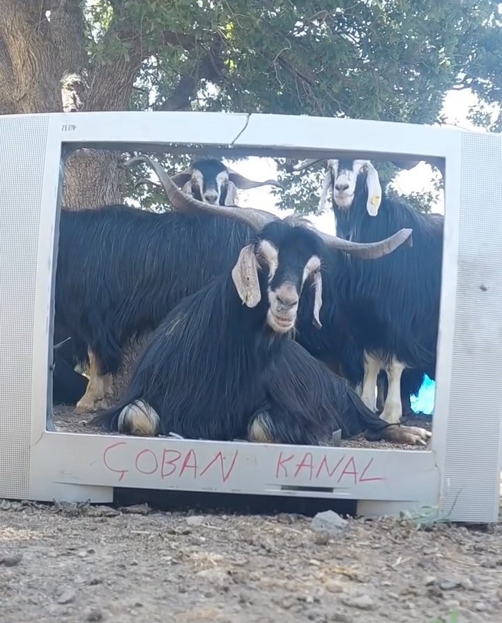 fenomen-coban-bu-kez-ekran-basina-gecen-kecisine-seslendirme-yapti