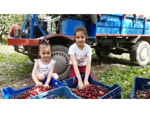 Napolyon Kirazının Hasadı Yapılıyor