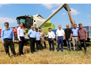 Türk Tarımına Yeni Buğday Türleri Kazandırılacak