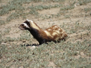 Alaca Sansar Ailesi Kayseri’de Görüntülendi