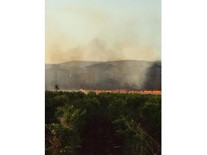 Anız Yangını Korkuttu