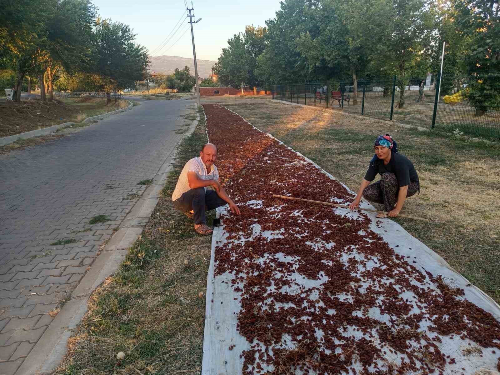 sarigol-de-sezonun-ilk-kuru-uzumu-cuvala-girdi