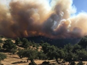İzmir’deki Orman Yangını Kısmen Kontrol Altında